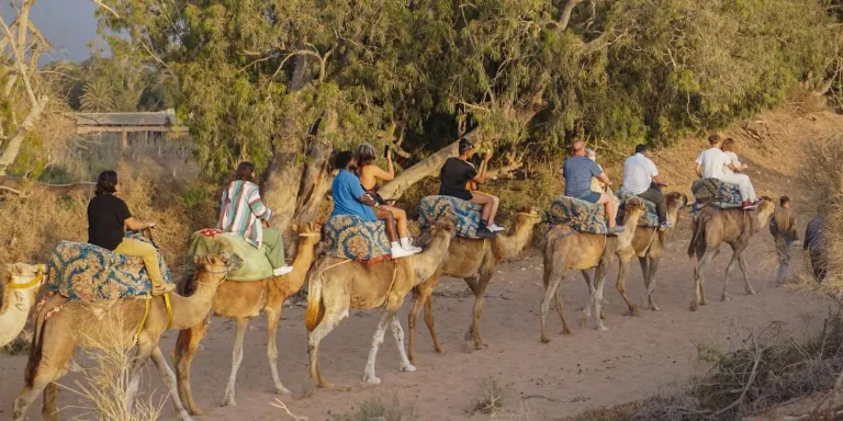 Taghazout Camel Ride in Agadir, Morocco