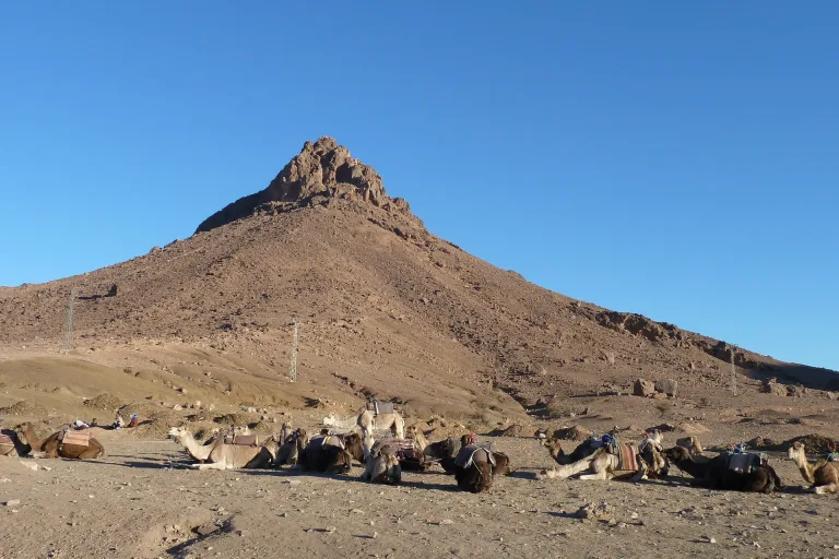 Camel Ride & BBQ from Taghazout in Agadir, Morocco