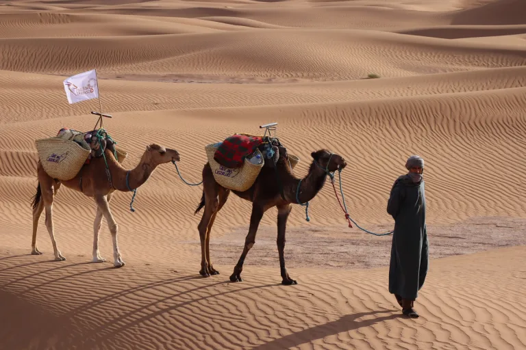 Camel Ride & BBQ from Taghazout in Agadir, Morocco