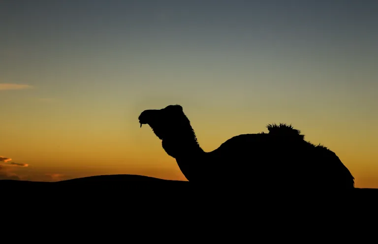 Taghazout Camel Ride in Agadir, Morocco