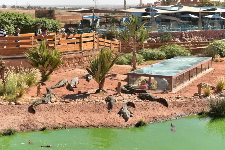 Crocoparc from Taghazout in Agadir, Morocco