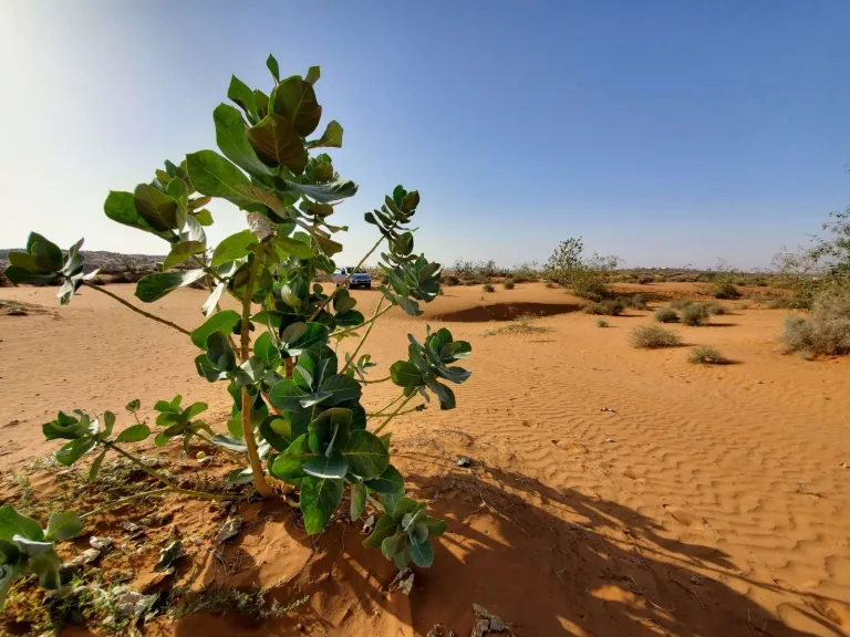Mini Sahara Desert Tour in Agadir, Morocco