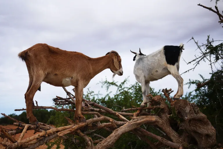 Goats on Trees & Souk in Agadir, Morocco