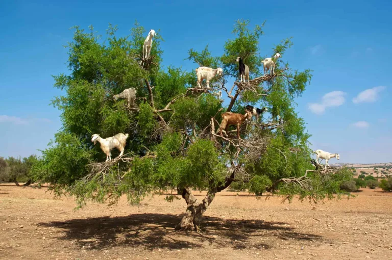 Goats on Trees & Souk in Agadir, Morocco