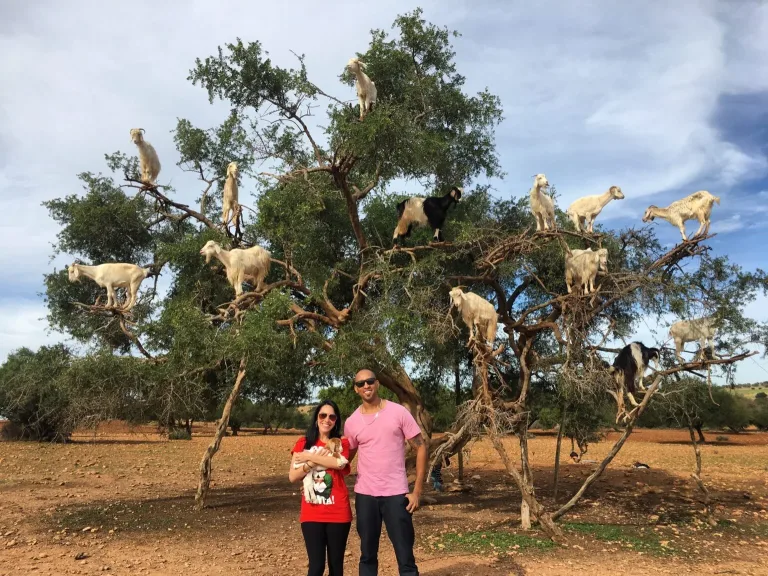 Goats on Trees & Souk in Agadir, Morocco
