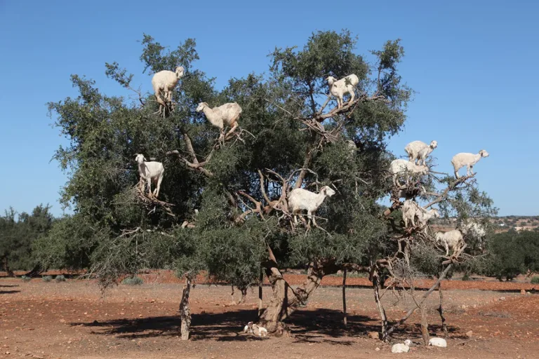 Goats on Trees & Souk in Agadir, Morocco